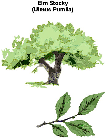 Trees clip art