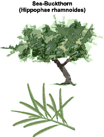 Trees clip art