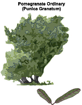 Trees clip art