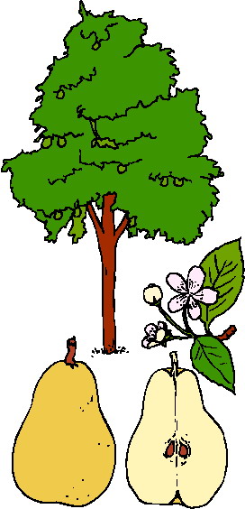 Trees clip art