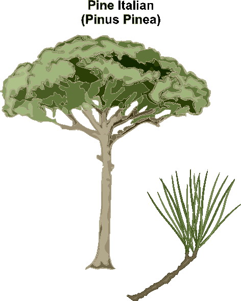 Trees clip art