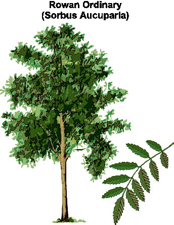 Trees clip art