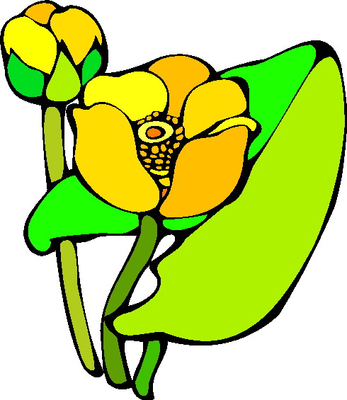 Water lily clip art