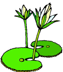 Water lily clip art