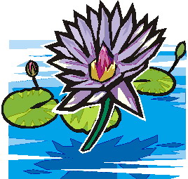 Water lily