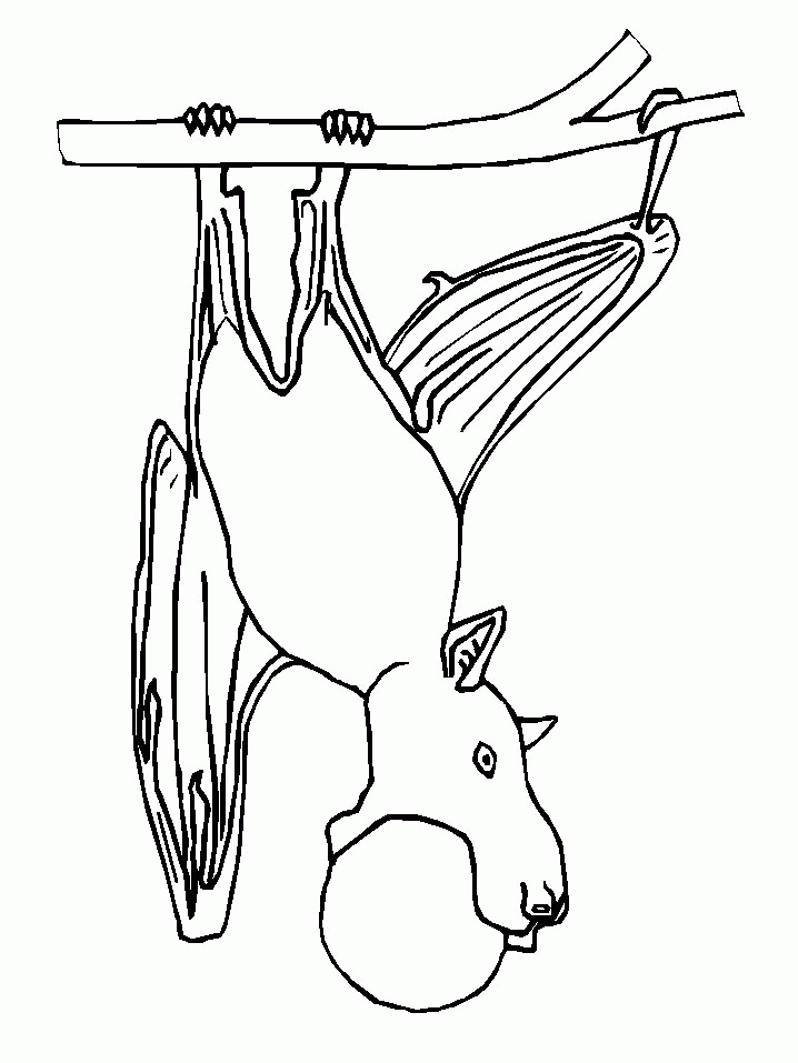 Bat coloring pages