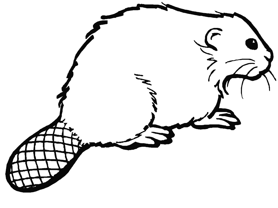 Beaver coloring pages