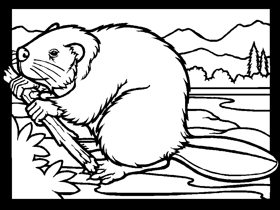 Beaver coloring pages