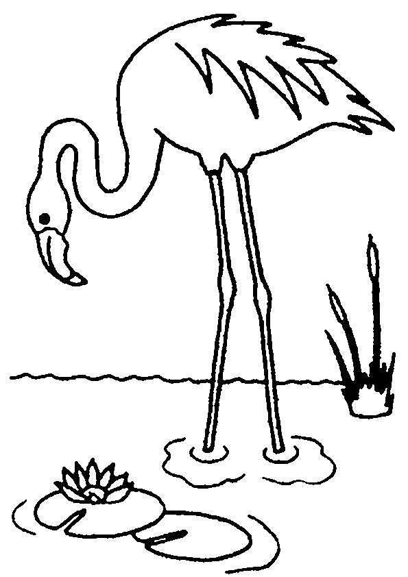 Bird coloring pages