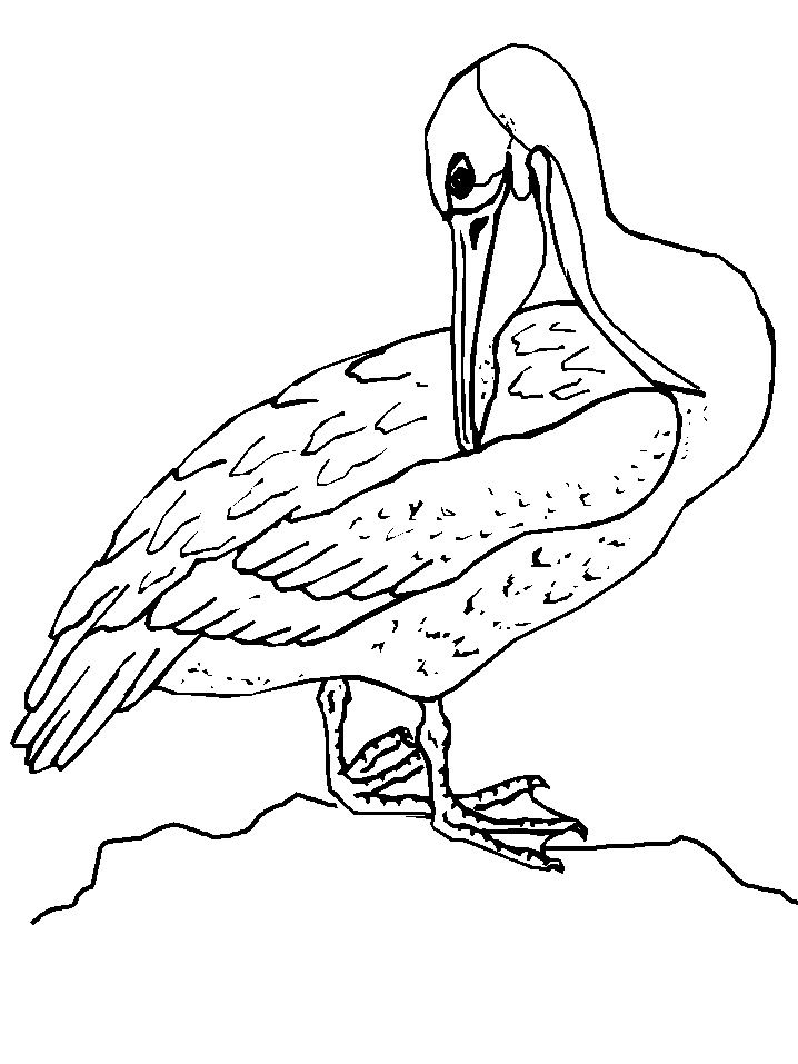 Bird