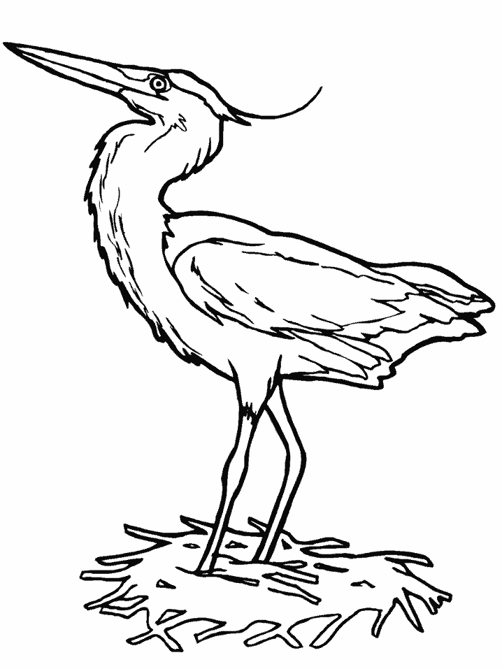 Bird coloring pages