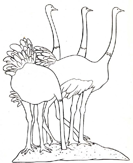 Bird coloring pages