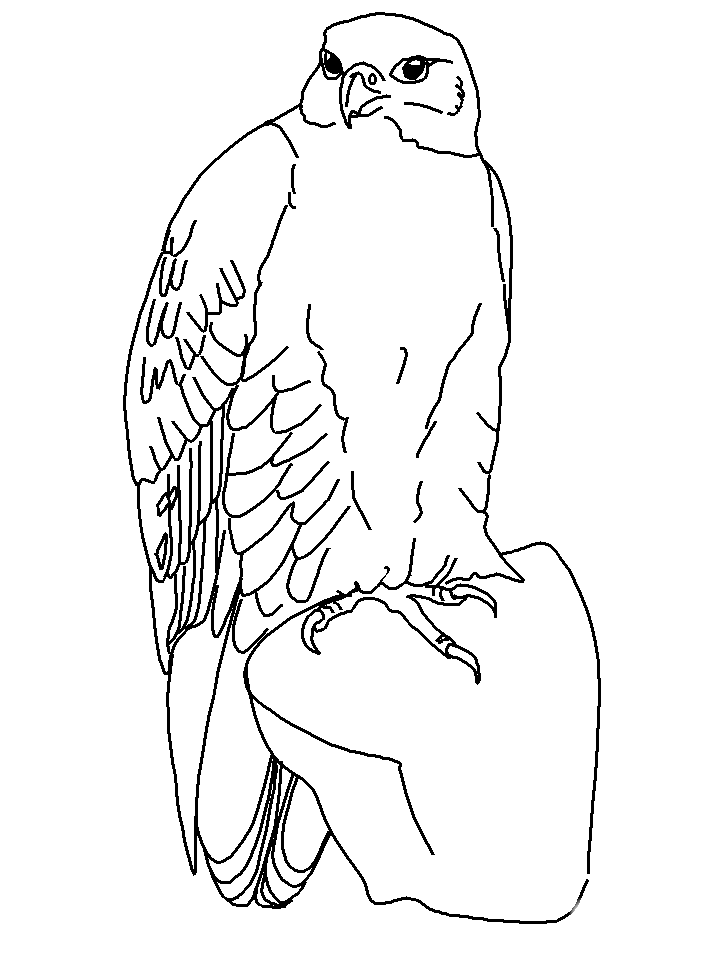 Bird coloring pages