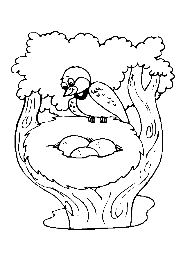 Bird coloring pages