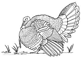 Bird coloring pages