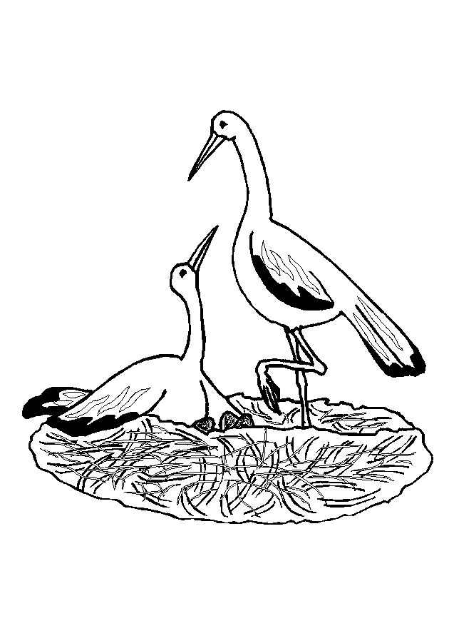 Bird coloring pages