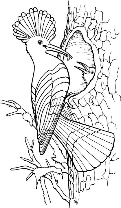 Bird coloring pages