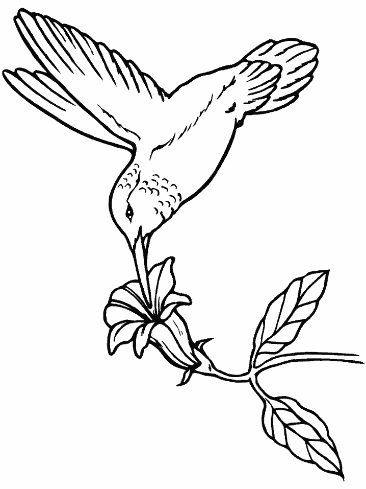 Bird coloring pages