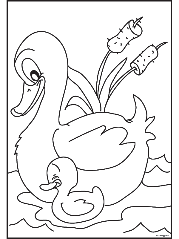 Bird coloring pages