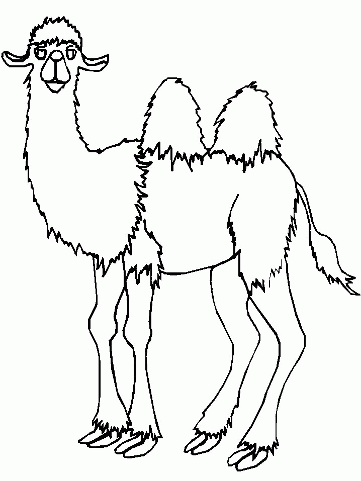 Camel coloring pages