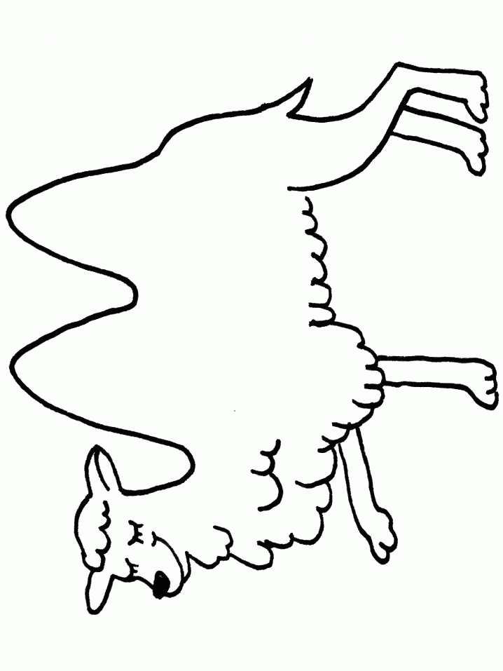 Camel coloring pages