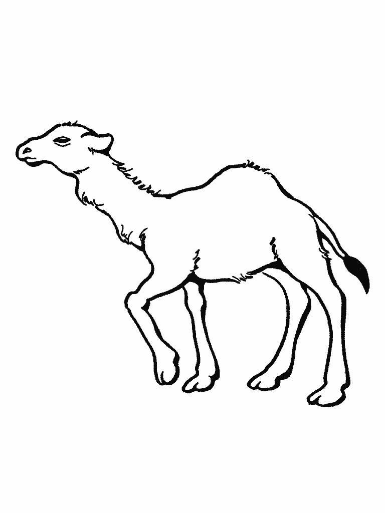 Camel coloring pages