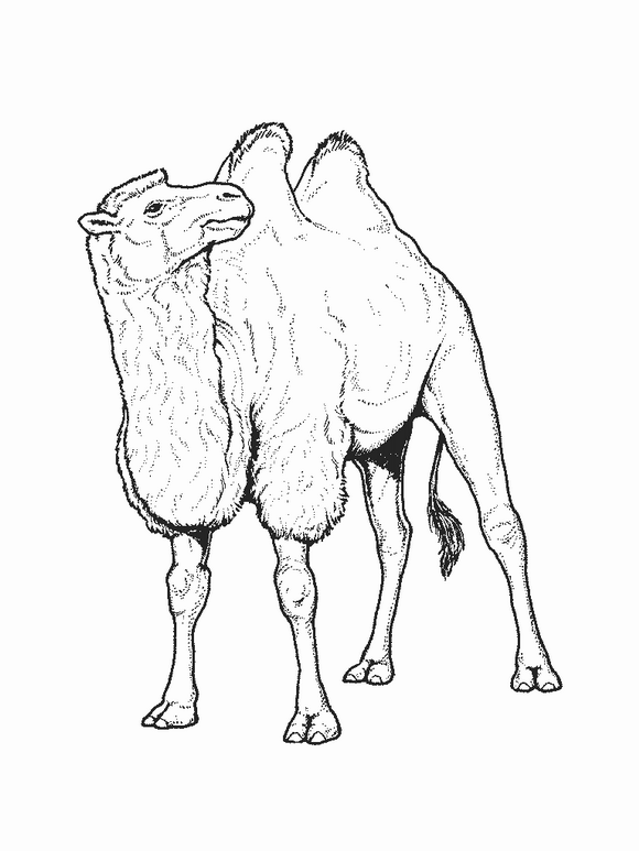 Camel coloring pages