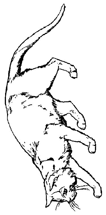 Cat coloring pages