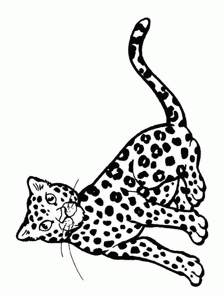 Cheetah