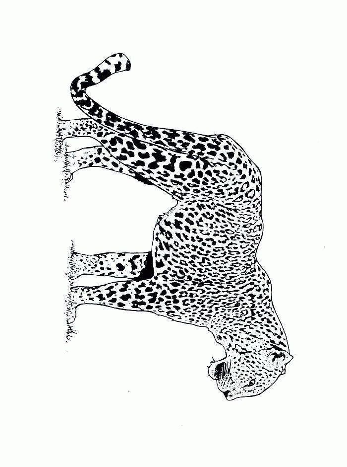 Cheetah