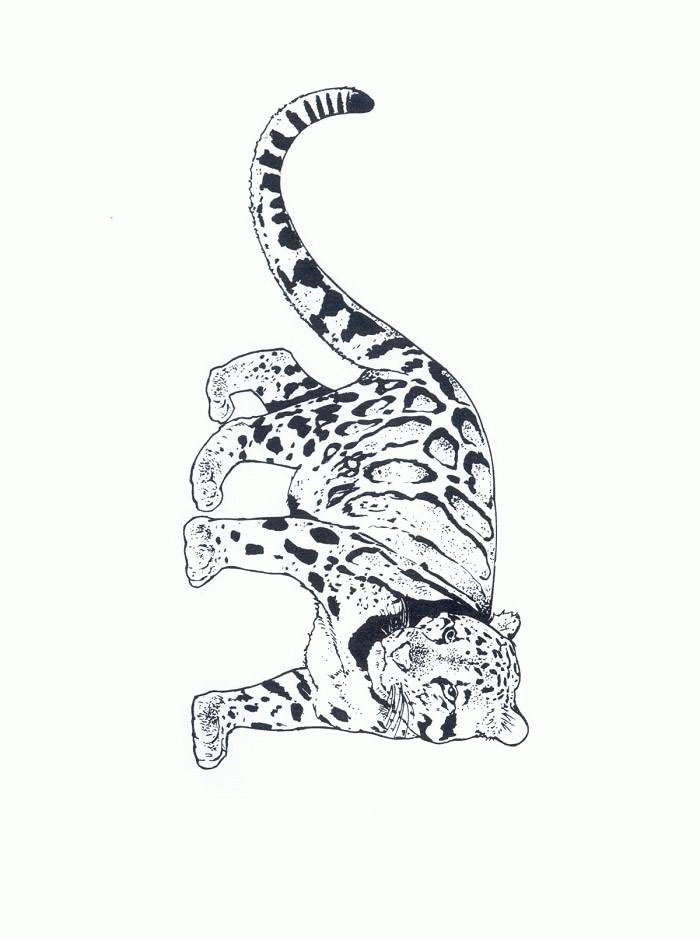 Cheetah coloring pages