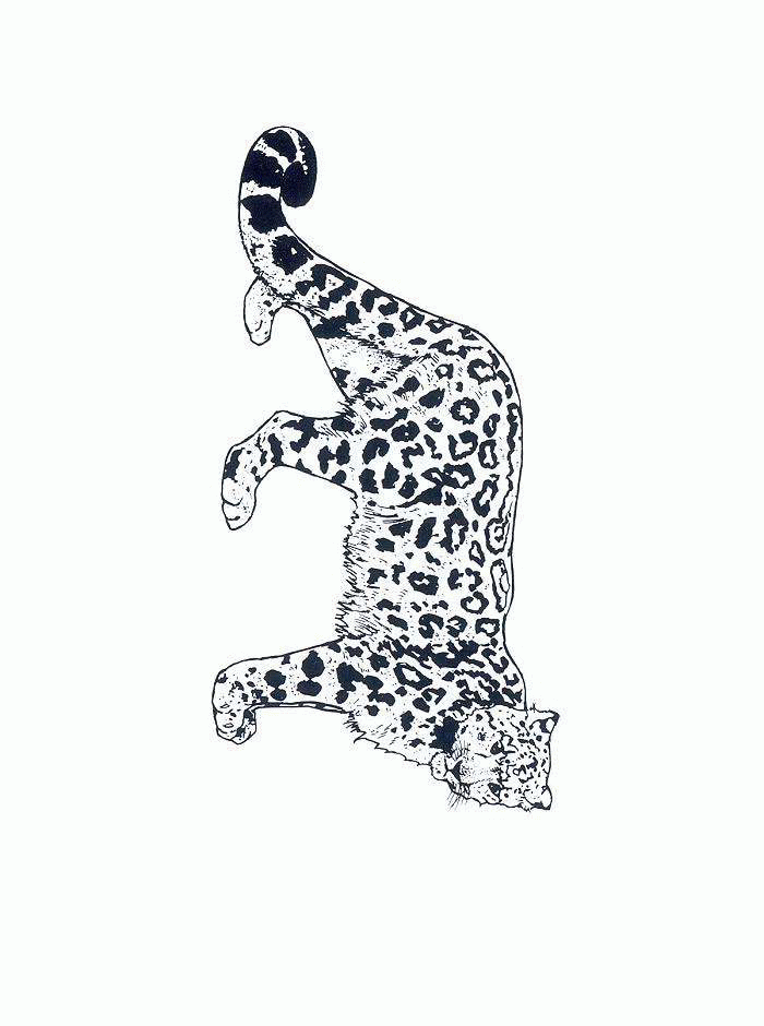 Cheetah coloring pages