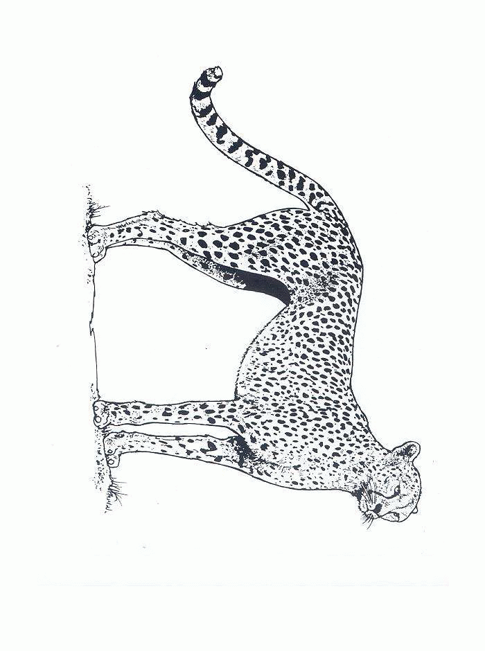 Cheetah coloring pages