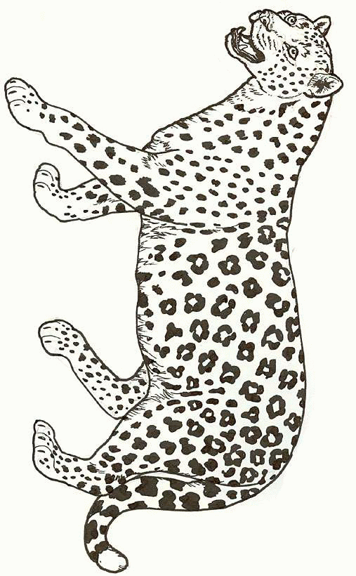 Cheetah