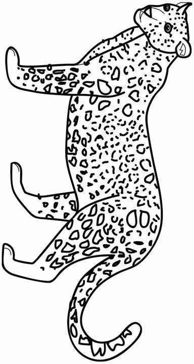 Cheetah coloring pages