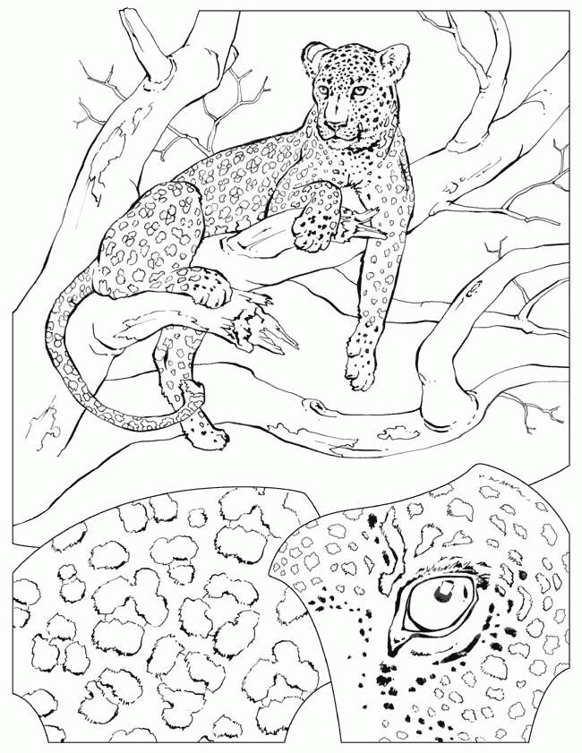 Cheetah coloring pages