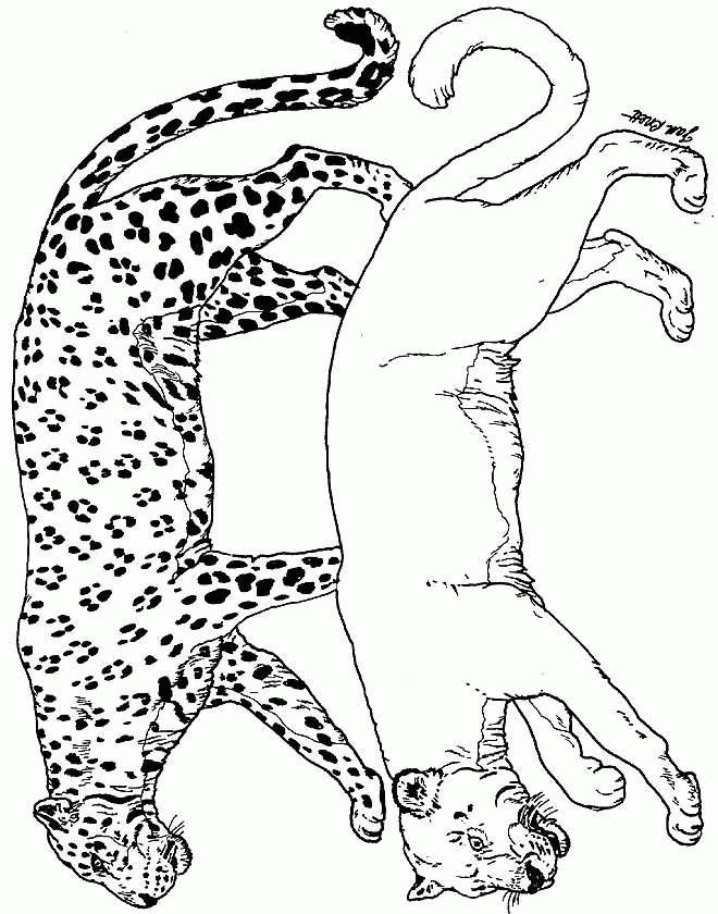 Cheetah coloring pages