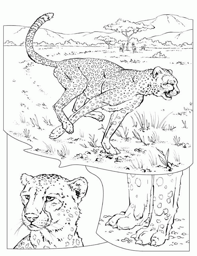 Cheetah coloring pages