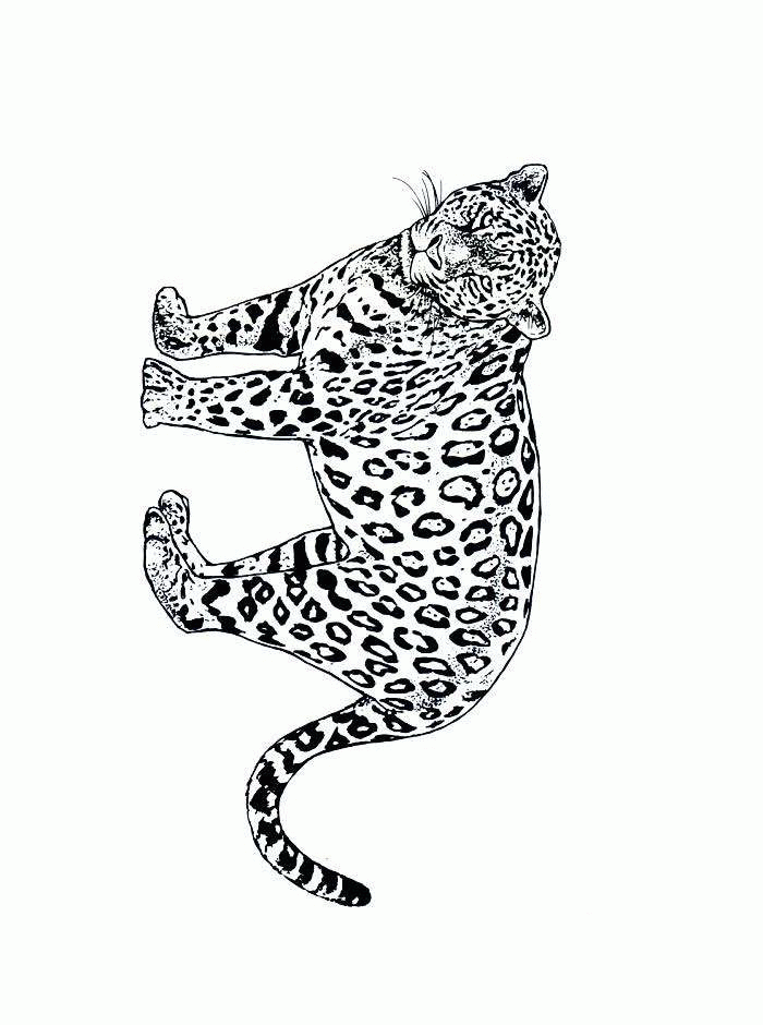 Cheetah coloring pages