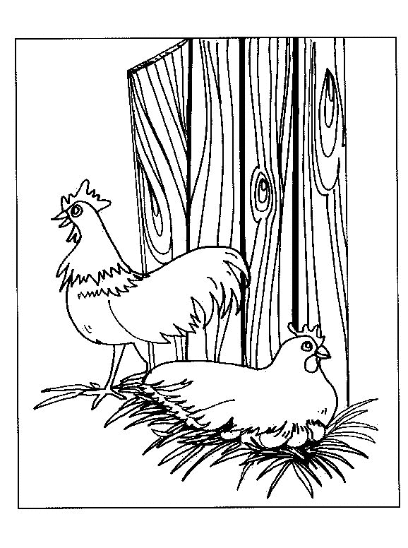 Chicken coloring pages