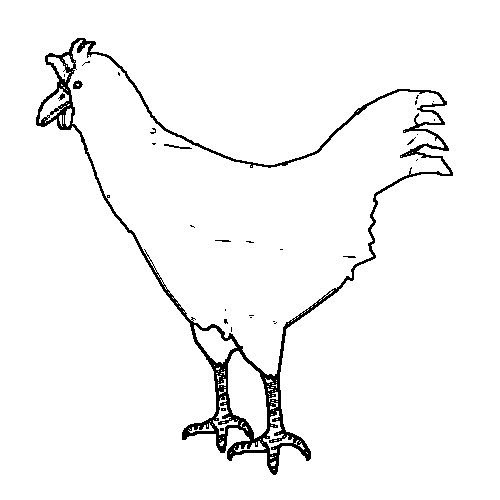 Chicken coloring pages