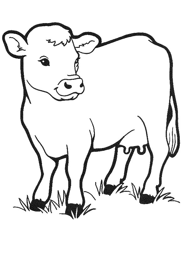 Cow coloring pages