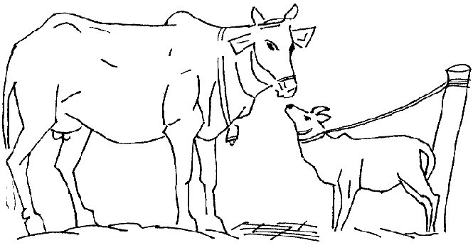 Cow coloring pages