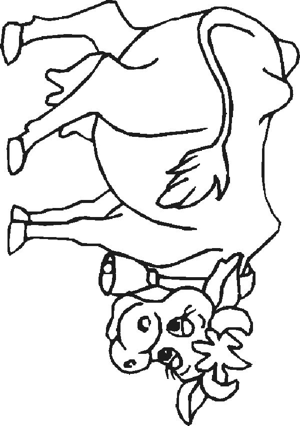 Cow coloring pages