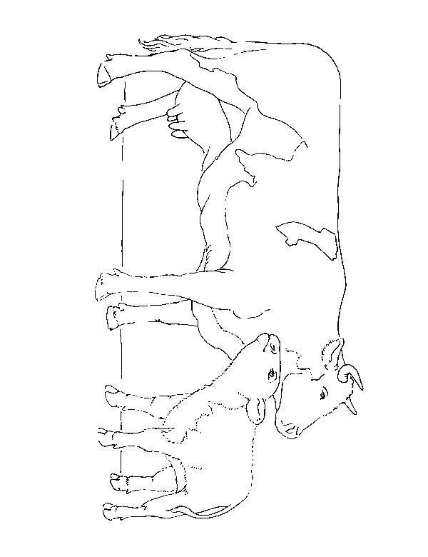 Cow coloring pages