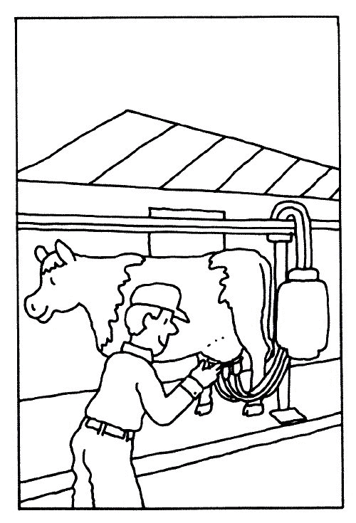 Cow coloring pages