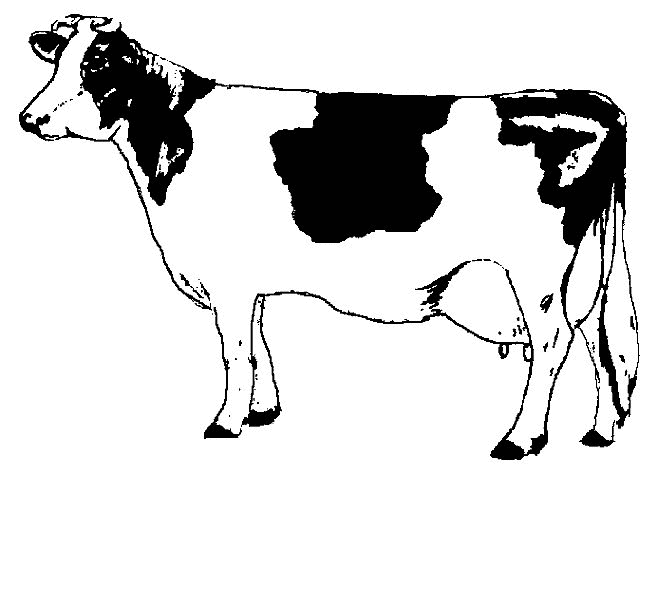 Cow coloring pages