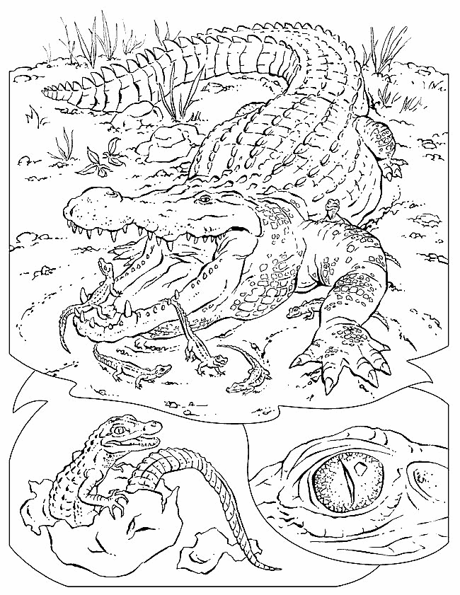 Crocodile coloring pages