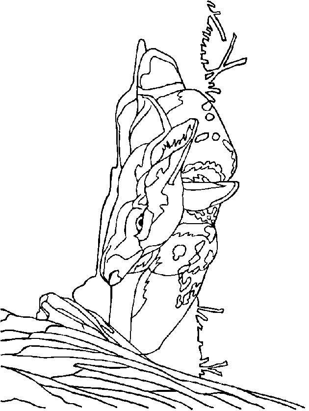 Deer coloring pages