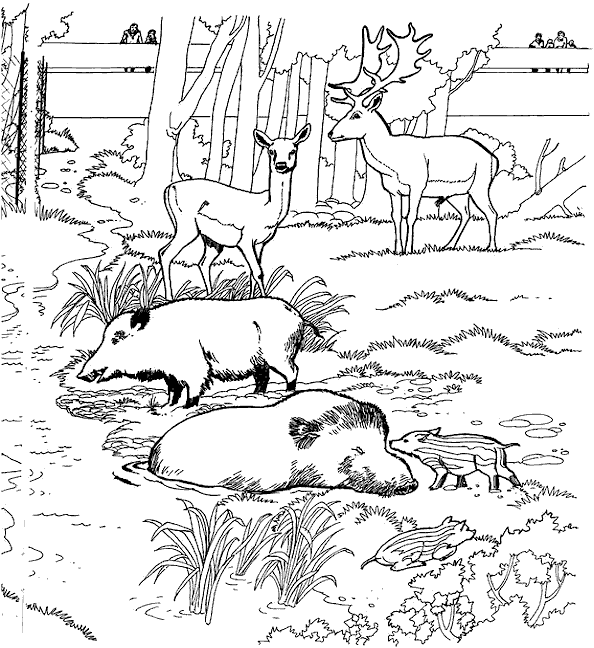 Deer coloring pages